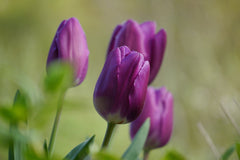 Tulip Bulbs Purple Prince Blooms Species Growing Bonsai Roots Rhizomes Corms Tubers Potted Planting Reblooming Fragrant Garden Flower Seeds Plant