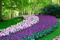 Tulip Bulbs Purple Prince Blooms Species Growing Bonsai Roots Rhizomes Corms Tubers Potted Planting Reblooming Fragrant Garden Flower Seeds Plant