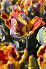 Tulip Bulbs Rainbow Parrot Blooms Species Growing Bonsai Roots Rhizomes Corms Tubers Potted Planting Reblooming Fragrant Garden Flower Seeds Plant