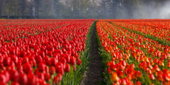 Tulip Bulbs Red Impression Blooms Species Growing Bonsai Roots Rhizomes Corms Tubers Potted Planting Reblooming Fragrant Garden Flower Seeds Plant - Seedsplant