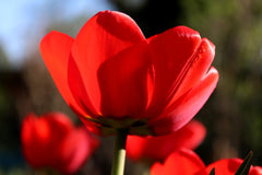 Tulip Bulbs Red Impression Blooms Species Growing Bonsai Roots Rhizomes Corms Tubers Potted Planting Reblooming Fragrant Garden Flower Seeds Plant - Seedsplant