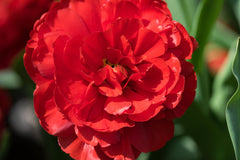 Tulip Bulbs Red Pomponette Blooms Species Growing Bonsai Roots Rhizomes Corms Tubers Potted Planting Reblooming Fragrant Garden Flower Seeds Plant