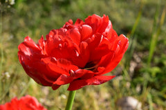 Tulip Bulbs Red Pomponette Blooms Species Growing Bonsai Roots Rhizomes Corms Tubers Potted Planting Reblooming Fragrant Garden Flower Seeds Plant