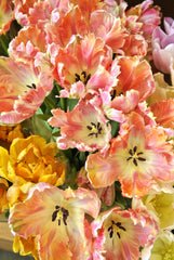 Tulip Bulbs Salmon Parrot Blooms Species Growing Bonsai Roots Rhizomes Corms Tubers Potted Planting Reblooming Fragrant Garden Flower Seeds Plant