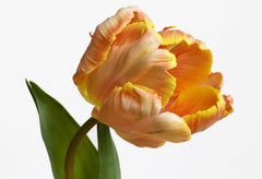 Tulip Bulbs Salmon Parrot Blooms Species Growing Bonsai Roots Rhizomes Corms Tubers Potted Planting Reblooming Fragrant Garden Flower Seeds Plant
