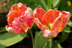 Tulip Bulbs Salmon Parrot Blooms Species Growing Bonsai Roots Rhizomes Corms Tubers Potted Planting Reblooming Fragrant Garden Flower Seeds Plant
