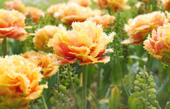 Tulip Bulbs Sensual Touch Blooms Species Growing Bonsai Roots Rhizomes Corms Tubers Potted Planting Reblooming Fragrant Garden Flower Seeds Plant