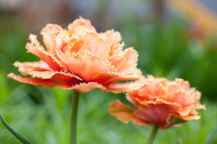 Tulip Bulbs Sensual Touch Blooms Species Growing Bonsai Roots Rhizomes Corms Tubers Potted Planting Reblooming Fragrant Garden Flower Seeds Plant
