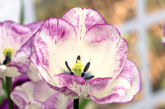 Tulip Bulbs Shirley Blooms Species Growing Bonsai Roots Rhizomes Corms Tubers Potted Planting Reblooming Fragrant Garden Flower Seeds Plant