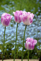 Tulip Bulbs Shirley Blooms Species Growing Bonsai Roots Rhizomes Corms Tubers Potted Planting Reblooming Fragrant Garden Flower Seeds Plant