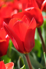 Tulip Bulbs Showwinner Blooms Species Growing Bonsai Roots Rhizomes Corms Tubers Potted Planting Reblooming Fragrant Garden Flower Seeds Plant