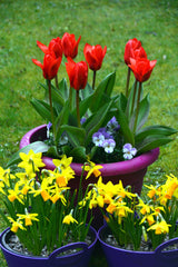 Tulip Bulbs Showwinner Blooms Species Growing Bonsai Roots Rhizomes Corms Tubers Potted Planting Reblooming Fragrant Garden Flower Seeds Plant