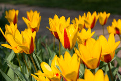 Tulip Bulbs Stresa Blooms Species Growing Bonsai Roots Rhizomes Corms Tubers Potted Planting Reblooming Fragrant Garden Flower Seeds Plant