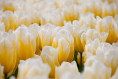 Tulip Bulbs Sweetheart Blooms Species Growing Bonsai Roots Rhizomes Corms Tubers Potted Planting Reblooming Fragrant Garden Flower Seeds Plant - Seedsplant