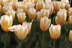 Tulip Bulbs Sweetheart Blooms Species Growing Bonsai Roots Rhizomes Corms Tubers Potted Planting Reblooming Fragrant Garden Flower Seeds Plant - Seedsplant