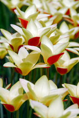 Tulip Bulbs Tinka Blooms Species Growing Bonsai Roots Rhizomes Corms Tubers Potted Planting Reblooming Fragrant Garden Flower Seeds Plant