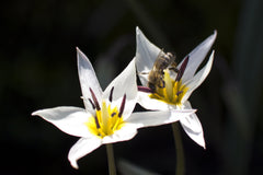 Tulip Bulbs Turkestanica Blooms Species Growing Bonsai Roots Rhizomes Corms Tubers Potted Planting Reblooming Fragrant Garden Flower Seeds Plant