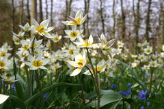 Tulip Bulbs Turkestanica Blooms Species Growing Bonsai Roots Rhizomes Corms Tubers Potted Planting Reblooming Fragrant Garden Flower Seeds Plant