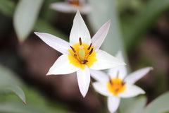 Tulip Bulbs Turkestanica Blooms Species Growing Bonsai Roots Rhizomes Corms Tubers Potted Planting Reblooming Fragrant Garden Flower Seeds Plant