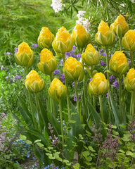 Tulip Bulbs Vanilla Coup Blooms Species Growing Bonsai Roots Rhizomes Corms Tubers Potted Planting Reblooming Fragrant Garden Flower Seeds Plant