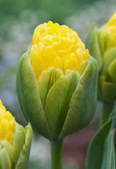Tulip Bulbs Vanilla Coup Blooms Species Growing Bonsai Roots Rhizomes Corms Tubers Potted Planting Reblooming Fragrant Garden Flower Seeds Plant