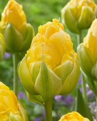 Tulip Bulbs Vanilla Coup Blooms Species Growing Bonsai Roots Rhizomes Corms Tubers Potted Planting Reblooming Fragrant Garden Flower Seeds Plant