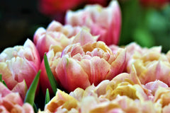 Tulip Bulbs Verona Sunrise Blooms Species Growing Bonsai Roots Rhizomes Corms Tubers Potted Planting Reblooming Fragrant Garden Flower Seeds Plant