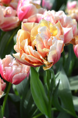 Tulip Bulbs Verona Sunrise Blooms Species Growing Bonsai Roots Rhizomes Corms Tubers Potted Planting Reblooming Fragrant Garden Flower Seeds Plant