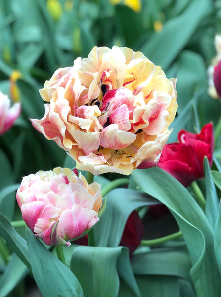 Tulip Bulbs Verona Sunrise Blooms Species Growing Bonsai Roots Rhizomes Corms Tubers Potted Planting Reblooming Fragrant Garden Flower Seeds Plant