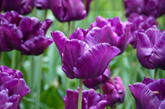 Tulip Bulbs Victoria's Secret Blooms Species Growing Bonsai Roots Rhizomes Corms Tubers Potted Planting Reblooming Fragrant Garden Flower Seeds Plant