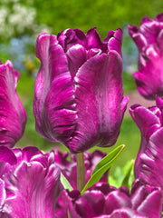 Tulip Bulbs Victoria's Secret Blooms Species Growing Bonsai Roots Rhizomes Corms Tubers Potted Planting Reblooming Fragrant Garden Flower Seeds Plant