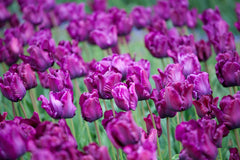 Tulip Bulbs Victoria's Secret Blooms Species Growing Bonsai Roots Rhizomes Corms Tubers Potted Planting Reblooming Fragrant Garden Flower Seeds Plant