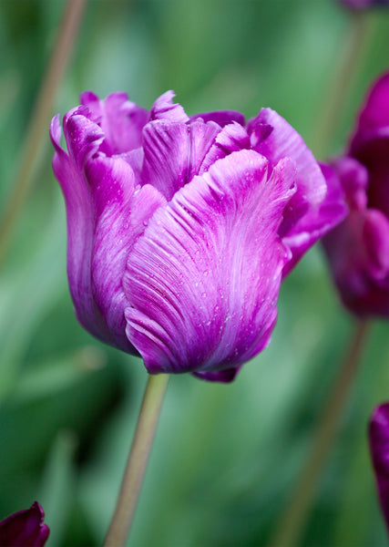 Tulip Bulbs Victoria's Secret Blooms Species Growing Bonsai Roots Rhizomes Corms Tubers Potted Planting Reblooming Fragrant Garden Flower Seeds Plant
