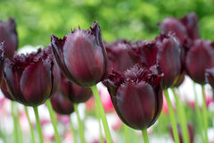 Tulip Bulbs Vincent van Gogh Blooms Species Growing Bonsai Roots Rhizomes Corms Tubers Potted Planting Reblooming Fragrant Garden Flower Seeds Plant