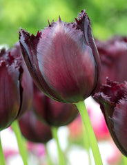 Tulip Bulbs Vincent van Gogh Blooms Species Growing Bonsai Roots Rhizomes Corms Tubers Potted Planting Reblooming Fragrant Garden Flower Seeds Plant