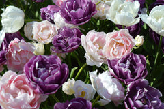 Tulip Bulbs Wedding Gift Collection Blooms Species Growing Bonsai Roots Rhizomes Corms Tubers Potted Planting Reblooming Fragrant Garden Flower Seeds Plant