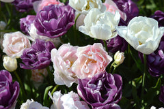 Tulip Bulbs Wedding Gift Collection Blooms Species Growing Bonsai Roots Rhizomes Corms Tubers Potted Planting Reblooming Fragrant Garden Flower Seeds Plant