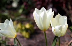 Tulip Bulbs White Emperor Blooms Species Growing Bonsai Roots Rhizomes Corms Tubers Potted Planting Reblooming Fragrant Garden Flower Seeds Plant