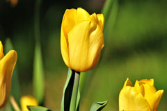 Tulip Bulbs Yellow Emperor Blooms Species Growing Bonsai Roots Rhizomes Corms Tubers Potted Planting Reblooming Fragrant Garden Flower Seeds Plant