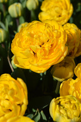 Tulip Bulbs Yellow Pomponette Blooms Species Growing Bonsai Roots Rhizomes Corms Tubers Potted Planting Reblooming Fragrant Garden Flower Seeds Plant - Seedsplant