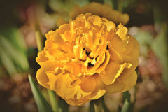 Tulip Bulbs Yellow Pomponette Blooms Species Growing Bonsai Roots Rhizomes Corms Tubers Potted Planting Reblooming Fragrant Garden Flower Seeds Plant - Seedsplant