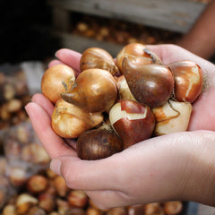 Sunny Prince Tulip Bulbs Blooms Species Growing Bonsai Roots Rhizomes Corms Tubers Potted Planting Reblooming Fragrant Garden Flower Seeds Plant