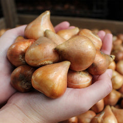 Orange Brilliant Tulip Bulbs Blooms Species Growing Bonsai Roots Rhizomes Corms Tubers Potted Planting Reblooming Fragrant Garden Flower Seeds Plant