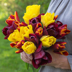 Tulip Bulbs Abu Hassan Blooms Species Growing Bonsai Roots Rhizomes Corms Tubers Potted Planting Reblooming Fragrant Garden Flower Seeds Plant