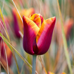 Abu Hassan Tulip Bulbs Blooms Species Growing Bonsai Roots Rhizomes Corms Tubers Potted Planting Reblooming Fragrant Garden Flower Seeds Plant
