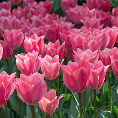 Albert Heijn Tulip Bulbs Blooms Species Growing Bonsai Roots Rhizomes Corms Tubers Potted Planting Reblooming Fragrant Garden Flower Seeds Plant