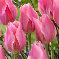 Albert Heijn Tulip Bulbs Blooms Species Growing Bonsai Roots Rhizomes Corms Tubers Potted Planting Reblooming Fragrant Garden Flower Seeds Plant