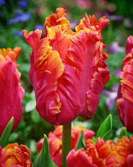 Tulip Bulbs Amazing Parrot  Blooms Species Growing Bonsai Roots Rhizomes Corms Tubers Potted Planting Reblooming Fragrant Garden Flower Seeds Plant
