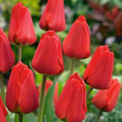 Tulip Bulbs Apeldoorn Blooms Species Growing Bonsai Roots Rhizomes Corms Tubers Potted Planting Reblooming Fragrant Garden Flower Seeds Plant