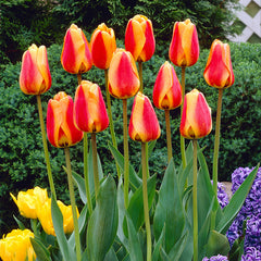 Tulip Bulbs Apeldoorns Elite Blooms Species Growing Bonsai Roots Rhizomes Corms Tubers Potted Planting Reblooming Fragrant Garden Flower Seeds Plant